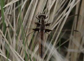 White Corporal